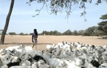 Un éleveur et ses moutons au marché à bétail de Sewekhaye, au Sénégal, le 14 juin 2023