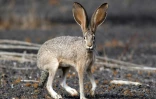 Photo fournie par la réserve de la biosphère de Pinacate et du désert d'Altar d'un lièvre d'Europe, le 2 décembre 2016, près de la frontière entre le Mexique et les Etats-Unis