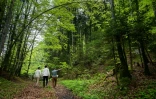 Les frères Gyger dans une forêt à la recherche de plantes pour leur distillerie, le 10 mai 2022 à Souboz, en Suisse