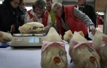 Des marchands pèsent une volaille sur un marché de Bourg-en-Bresse pendant le concours "Les Glorieuses of Bresse" le 16 décembre 2016