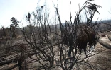 Dimanche 17 Octobre 2010

Incendie au Maïdo