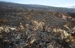 Dimanche 17 Octobre 2010

Incendie au Maïdo
