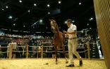Présentation d'un pur sang lors du premier jour des ventes aux enchères de pur sang à Deauville, le 14 août 2016 in Deauville