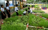Des élèves s'occupent du potager de leur école, le 8 juillet 2022 dans la province de Siem Reap, au Cambodge