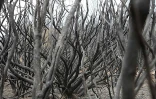 Lundi 18 Octobre 2010

Incendie du Maïdo