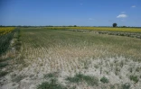Une rizière desséchée à Sozzaga, près de Novare, dans le nord de l'Italie, le 11 juillet 2022 