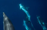 Des dauphins "bleus et blancs" au large de La Ciotat dans les Bouches-du-Rhône le 23 juin 2020