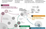 Vaccins et réponse immunitaire