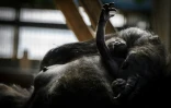 Pendant les six premiers mois, le bébé gorille est constamment en contact avec sa mère et partage son nid. Ici le bébé né en janvier 2019 au parc zoologique de Saint-Martin-la-Plaine 