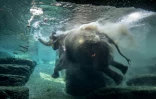 Un éléphant d'Asie se baigne dans son enclos du zoo de Zurich, le 27 juillet 2022 en Suisse