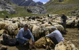 Un berger kurde tond un mouton dans les montagnes de la province de Hakkari, dans le sud-est de la Turquie, le 12 juillet 2025