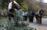 Des chevaux utilisés pour restaurer la forêt de ravin originelle du Morvan, près de Roussillon-en-Morvan, en France, le 2 novembre 2016