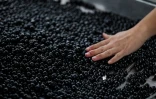 Au premier jour des vendanges au Château Certan de May à Pomerol en Gironde, le 27 septembre 2021