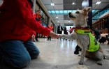 Le terrier Pepper, membre d'une patrouille canine à l'aéroport de Berlin, le 20 octobre 2023