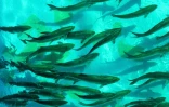Des poissons dans un bassin de la ferme piscicole Eco Ark du Centre d'excellence en aquaculture (ACE), le 6 décembre 2023 à Singapour