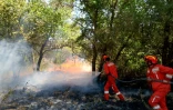 Les pompiers luttent contre un incendie de forêt près du parc national Blue Eye, dans le sud de l'Albanie, le 12 août 2025