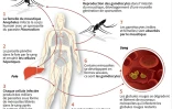 Le cycle de vie du parasite du paludisme