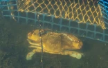 Un crabe bleu (Callinectes sapidus) dans les Salins d'Hyères, le 28 mai 2026 dans le Var