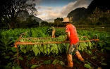 Un homme dépose les feuilles de tabac récoltées sur une tige de bois sur laquelle elles seront séchées, le 18 janvier 2022 à Viñales, à Cuba 