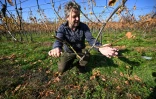 Le viticulteur hongrois Viktor Keszler montre ses pieds de vigne touchés par
l'épidémie de flavescence dorée qui menace la quasi-totalité des vignobles du pays, le 6 novembre 2025 à Zalaszentgrot, à environ 200 km à l'ouest de Budapest