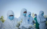 Des volontaires enfilent leurs équipements de protection avant de récupérer le corps d'un enfant de 3 ans, présumé mort du virus Ebola, le 11 juin 2026 à Bunia, en RDC