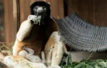 Poppy, la maman d'un propithèque couronné (Propithecus coronatus), de la famille des lémuriens, qui est né mi-février au parc zoologique de Mulhouse, le 5 mars 2019