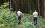 Des personnels de l'ONF arpentent une forêt dans l'Est de la France, le 18 août 2020