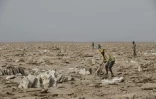 Des hommes extraient du sel sur les bords du lac Assalé dans la région de la dépression du Danakil, le 28 mars 2017 à Afar, en Ethiopie