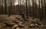 Kostis Angelou, un berger âgé de 44 ans, marche parmi ses chèvres tuées par le feu dans la forêt près du village de Kerasia sur l'île grecque d'Eubée le 11 août 2021