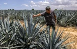 L'agriculteur israélien Eran Braverman inspecte un champ d'agave à la périphérie d'Urim, dans le nord du désert du Néguev, près de la frontière israélienne avec Gaza, le 4 mai 2025