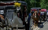Des calèches à cheval en attente de clients à Central Park, le 3 août 2022 à New York
