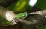Gecko vert de Manapany, un reptile endémique de La Réunion (Photo Mickaël Sanchez/Nature Océan Indien)