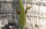 Gecko vert de Manapany, un reptile endémique de La Réunion (Photo Mickaël Sanchez/Nature Océan Indien)