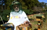 L'apiculteur Luiz Lustosa montre une ruche d'abeilles natives brésiliennes à l'Institut Abelha Nativa de Brasilia, le 10 juillet 2022