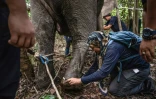 La scientifique Farina Othman mesure la patte d'une éléphante lors d'une opération de pose de colliers GPS dans la jungle de Bornéo, à Sukau, dans l'Etat de Sabah, le 24 août 2026 en Malaisie
