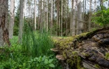 La forĂȘt de Bialowieza, le 31 mai 2016, en Pologne