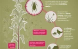 Les néonicotinoïdes, des insecticides toxiques (aussi) pour l'environnement