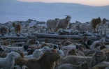 Des chèvres et des moutons dans un enclos près de la yourte d'un éleveur à Mankhan, dans la montagne Jargalant, le 28 mars 2023 en Mongolie