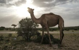 Un dromadaire du troupeau de l'éleveur Ali Abdi Elmi, dans les faubourgs d'Hargeisa, au Somaliland, le 18 septembre 2021