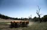 Des vaches Limousines paissent près d'une ferme à Brignais, dans le centre-est de la France, le 12 août 2025, en pleine canicule