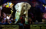Une projection holographique d'un éléphant au cirque Roncalli, le 16 août 2023 à Lübeck, dans le nord de l'Allemagne