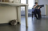 Lydie Imhoff, dans son appartement vide à Besançon, avec sa lapine Lucky, à la veille de son départ pour une euthanasie en Belgique, le 30 janvier 2024