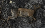 Le cadavre d'un jeune daim tué par les incendies de forêt, le 23 juillet près de Pyla-sur-Mer (Gironde) 