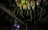 Un ouvrier agricole contemple des feuilles de tabac suspendues pour sécher, le 17 mai 2019 à Esteli au Nicaragua