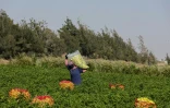 Des ouvriers agricoles récoltent des poivrons dans une ferme à al-Fachen, à 150 km au sud du Caire, le 13 juin 2022