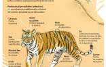 Le tigre menacé par le braconnage