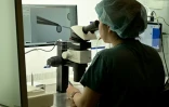 Image tirée d'une vidéo de l'AFPTV le 8 novembre 2023 montrant une chercheuse examinant des ovules prévelés avant une procédure de congélation dans un laboratoire de recherche sur la fertilité du centre médical CHA Bundang à Seongnam, en Corée du Sud