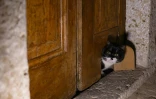 Un chat passe la tête par une chatière dans une porte du palais de Topkapi à Istanbul, le 20 janvier 2026 en Turquie