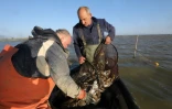 Les pêcheurs d'anguilles Yves Rouge et Jean-Claude Pons déchargent les crabes bleus qu'ils ont récupérés dans leurs filets lors de leur pêche au large de Canet-en-Roussillon, le 18 août 2021