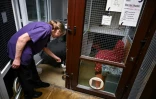 Une employée du refuge Mayhew s'occupe d'un chat, le 3 avril 2025 à Londres